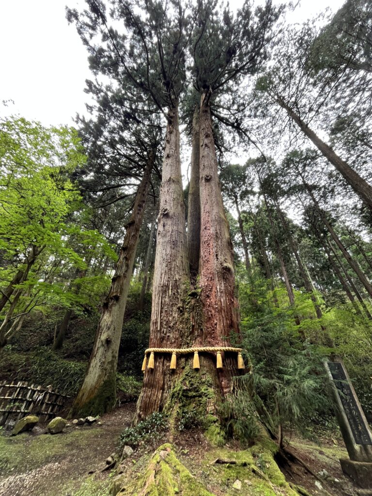 御岩神社の三本杉