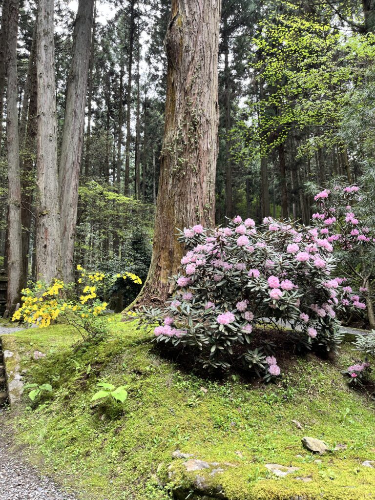 御岩神社の石楠花と山吹